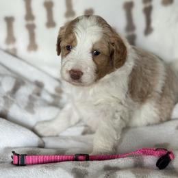 Pink collar female - Brown and white female Aussiedoodle puppy in Valdosta, Georgia from Fifth Day Farm