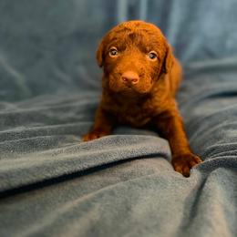 Green - Brown male Chesapeake Bay Retriever puppy in Riverview, Florida from Breezeswept Kennel