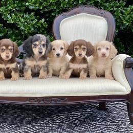 Dachshund and Golden Retriever Puppies from Charmm Dachshunds
