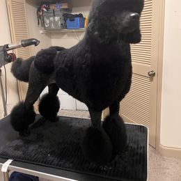 Poodle All Grown Up from Bewitching Kennels