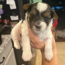 Mariah Carey - Parti female Yorkshire Terrier puppy in Beavercreek, Ohio from The Yorkie Den, LLC