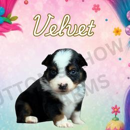 Velvet - Black tri female Miniature Australian Shepherd puppy in Oronogo, Missouri from Dutton's Show Me Farms