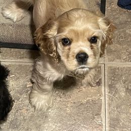 Cocker Spaniel Puppies from Wilkshire Farm