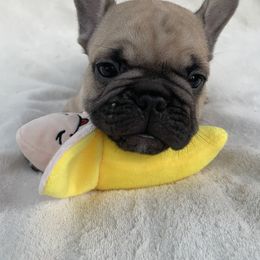 French Bulldog Puppies from Fabi's French Bulldogs