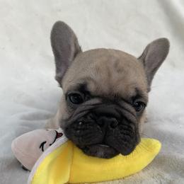 French Bulldog Puppies from Fabi's French Bulldogs