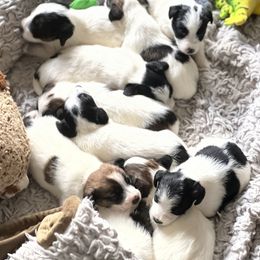 Beagle and Russell Terrier Puppies from Mountain Top