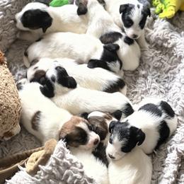 Beagle and Russell Terrier Puppies from Mountain Top