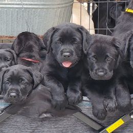 Labrador Retriever Puppies from Labs4Ever Labradors