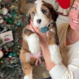 Bernedoodle, Cavapoo, and Goldendoodle Puppies from Blackberry Farm Puppies
