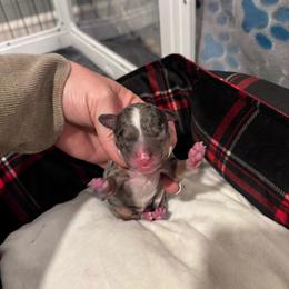 Male 2 - Merle male Bernedoodle puppy in Rising Sun, Indiana from Ruby Lane Doodles