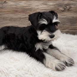 Luke Blackjackfrost Skywalker - Black and silver male Miniature Schnauzer puppy in Houston, Texas from Silver Paw Ranch