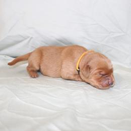 Crumpet - Dark golden female Golden Retriever puppy in New Weston, Ohio from Bertke AKC Golden Retrievers and Bernese Mountain Dogs