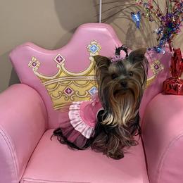 Yorkshire Terrier Puppies from 🎀 Yorkies Boutique Babydolls 🎀