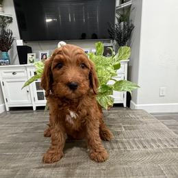 Purple - Red  female Goldendoodle puppy in Bakersfield, California from Lavish Doodles