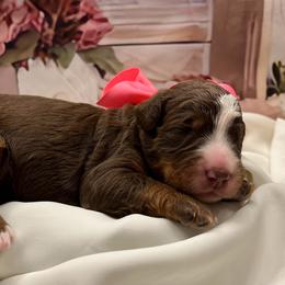 Peppermint Patty - Tri-color female Bernedoodle puppy in The Woodlands, Texas from Gracie's Goldendoodles and Bernedoodles