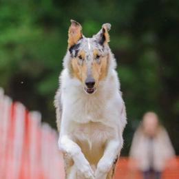 Collies from Pineland Collies