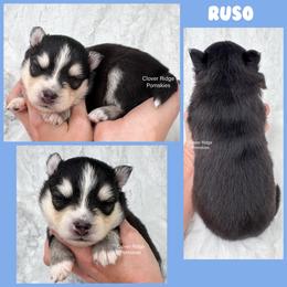 Ruso - Red and white male Pomsky puppy in Sheffield, Iowa from Clover Ridge Pomskies