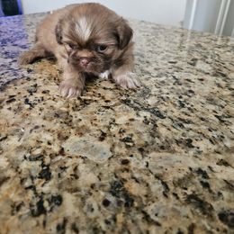 Shih Tzu and Vizsla Puppies from Kevin Hastings