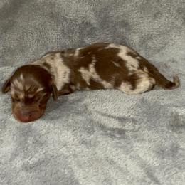 Choc dapple - Dapple male Dachshund puppy in Gainesville, Texas from Diamond B Doxies