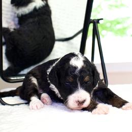 Grave Digger - male Australian Mountain Doodle puppy in Decatur, Illinois from Signature Doodles