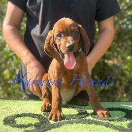 Hunter - Red male Redbone Coonhound puppy in Mount Pleasant, Texas from Harmons Hounds