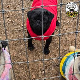 Onyx - Pug