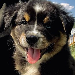 Peso - Black tri-color male Australian Shepherd puppy in Vernal, Utah from Dancing M Kennels