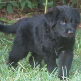 German Shepherd Puppies from V Diamondburg Kennels