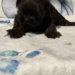 Scout - Red male Shih Tzu puppy in Sharon, Pennsylvania from Keystone Danes and Shih tzus