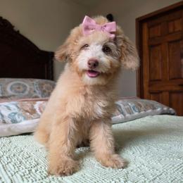 Juliet - Cream female Poodle puppy in Buffalo, Illinois from Pear Tree Pups