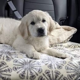 Golden Retriever Puppies from Hoekema Homestead Goldens