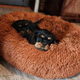 Dixie - Black and tan female Cavalier King Charles Spaniel puppy in Hancock, Wisconsin from Wisconsin Cavaliers