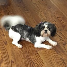 Puddles - Shih Tzu
