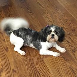Puddles - Shih Tzu