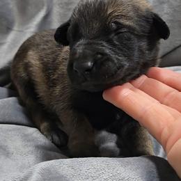 Echo's Red - Mahogany male Belgian Malinois puppy in Berry, Alabama from North River k9