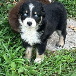 Lori - Black tri-color female Australian Shepherd puppy in Fort Myers, Florida from U Cross Australian Shepherds