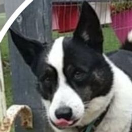 Cinch - Cardigan Welsh Corgi