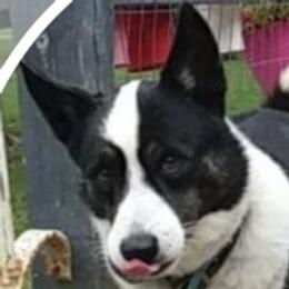 Cinch - Cardigan Welsh Corgi