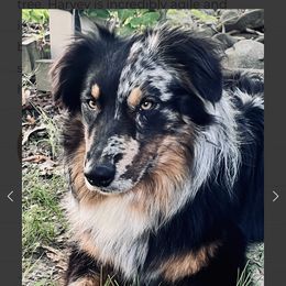 Harvey - Australian Shepherd