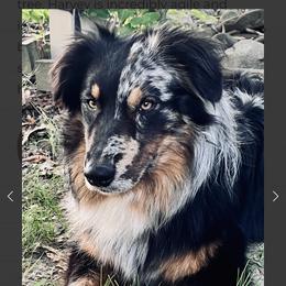 Harvey - Australian Shepherd