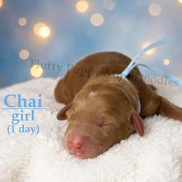 Chai BLUE COLLAR girl 3500 - Red  female Goldendoodle puppy in Corona, California from Fluffy Puppy Mini Doodles LLC