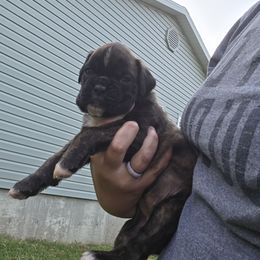 Liberty - Brindle female Boxer puppy in Billings, Missouri from Azaleas Euro Boxers & Boston Terriers
