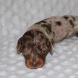 Slinky - Dapple male Dachshund puppy in Paris, Texas from Kuttin’ Up Mini Aussies