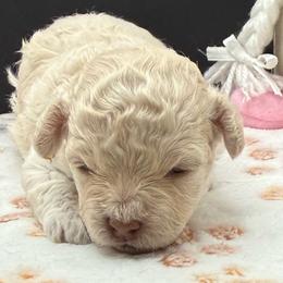 Koko Chanel AKA Sparkles - Apricot female Maltipoo puppy in Colonial Beach, Virginia from BeachRidge Pups