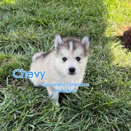 Chevy - Black and white male Pomsky puppy in Lyons, Nebraska from Goodness Gracious Pomskies
