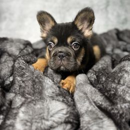 Bear - Black and tan male French Bulldog puppy in Alexandria, Virginia from Boss Lady Kennel