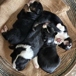 Australian Shepherd puppies from Zia Country Aussies