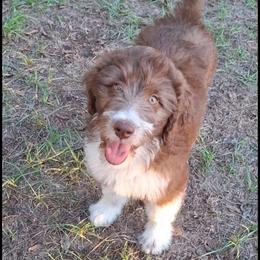 Seraphina - Brown and white female Aussiedoodle puppy in Grand Saline, Texas from Aussies Acre