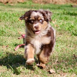 Timber - Red merle male Miniature Australian Shepherd puppy in Fort Smith, Arkansas from Rye Hill Aussies