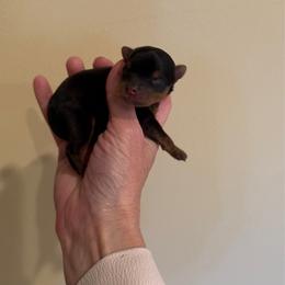 Rian - Black and gold male Yorkshire Terrier puppy in Forest Hill, Maryland from Chikito's Yorkies